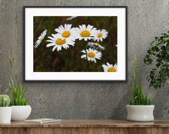 Daisies in Color Photo Print Wall Decor
