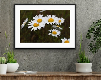 Daisies in Color Photo Print Wall Decor