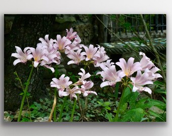 Surprise Lilies Photo Wall Art Floral Decor Photography