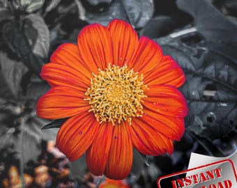Orange Flower Photograph: Wall Art Print (Digital Download)