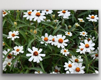 Colorful Wildflower Photography Print Wall Decor