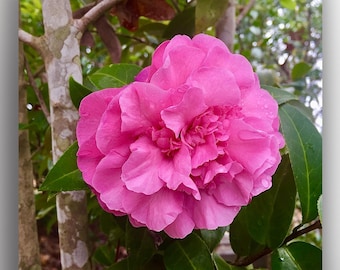 Pink Camellia Floral Nature Square Art Photography