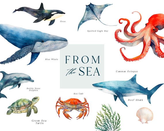 Watercolor Sea Life, Ocean Animals PNG, Sea Creatures, Jellyfish, Shark, Whale, Octopus, Dolphin, Coral, Seaweed, Ocean Goodies
