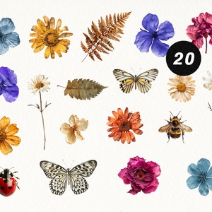 Flores secas prensadas, flores secas, clipart de flores silvestres, clipart de pétalas de folhas de herbário, clipart de borboleta joaninha abelha