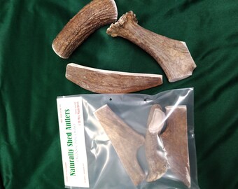 Moose antler dog chews