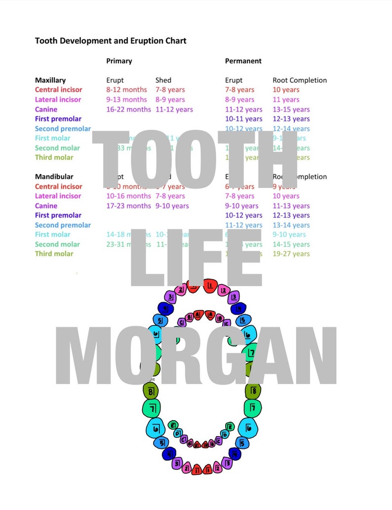 Tooth Eruption Chart, Dentist, Dental Hygiene, Assisting, Assistant