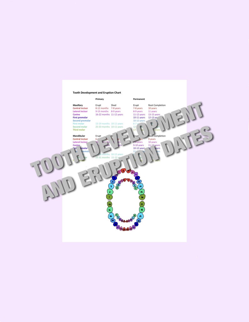Tooth Eruption Chart, Dentist, Dental Hygiene, Assisting, Assistant