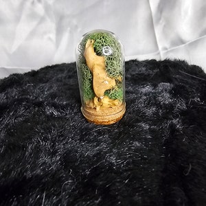 Rat Jaw Bone Mini Dome Terrarium