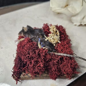 木の上のミイラ化したネズミ