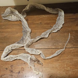 Könnte beinhalten: Eine hellbraune Schlangenhaut, die auf einer Holzoberfläche abgeworfen wurde. Die Haut ist zu einer lockeren Kreisform zusammengerollt.