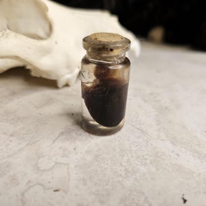Rat Heart Wet Specimen
