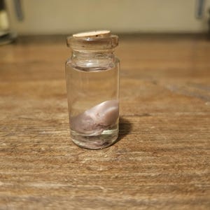 Fetal Rat