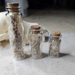 May include: Three glass bottles with cork tops, each containing a different amount of dried snake skin. The bottles are arranged in a row from largest to smallest.