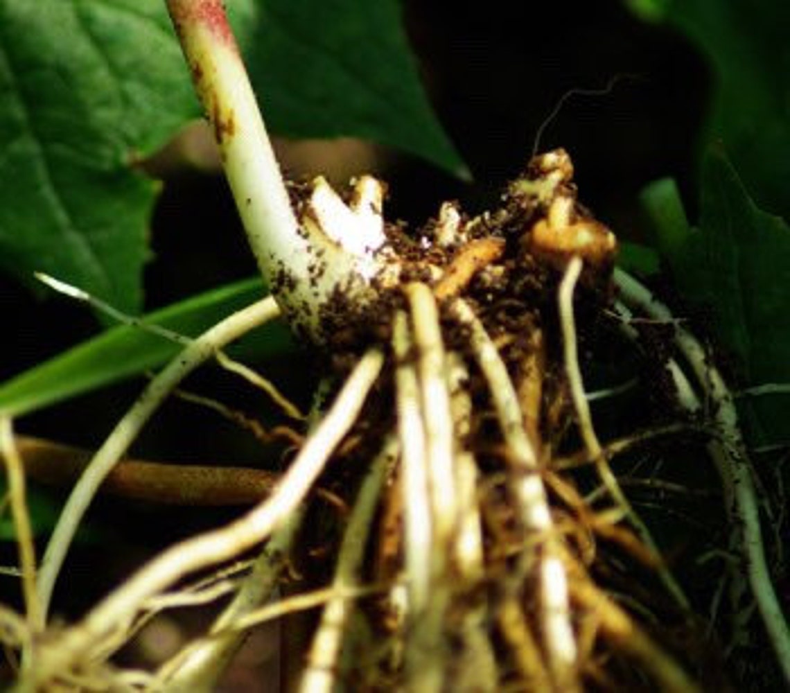 50 Mayapple Plant Rhizomes Organic Medicinal Herb Roots Fresh Etsy