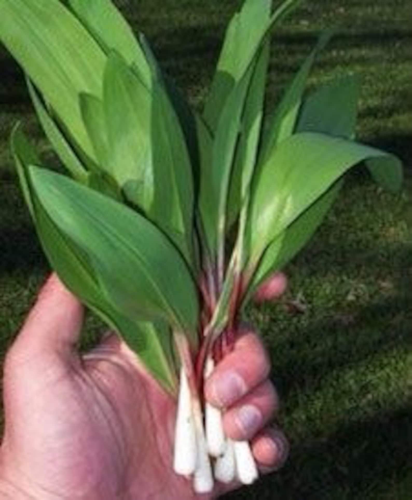 Wild Ramp Plants Ramps Bulbs Only Wild Leek Plants Organic Etsy