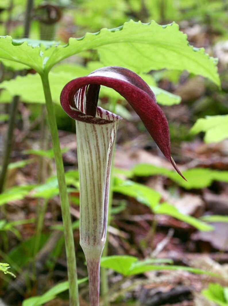 5 Jack In The Pulpit Plants Rhizomes Roots Fresh Transplant Etsy