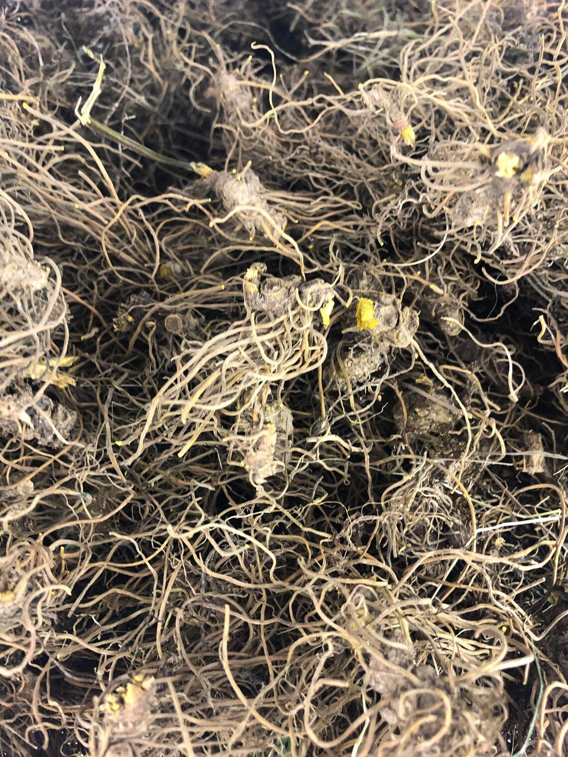 Goldenseal Roots Dry Goldenseal Whole Root Organic Medicinal Etsy