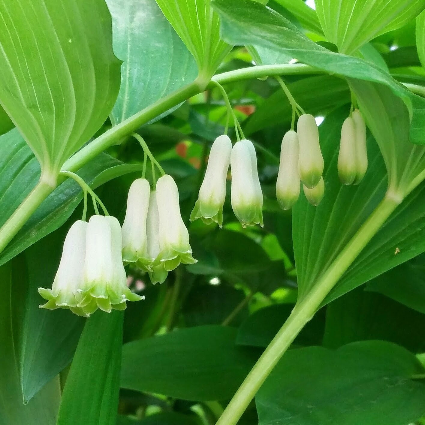 True Solomons Seal Plants Rhizomes Pre Order Organic | Etsy