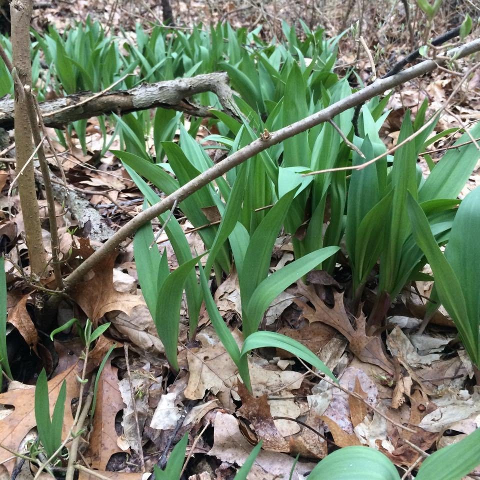 Wild Ramp Plants Ramps Bulbs Only Wild Leek Plants Organic Etsy