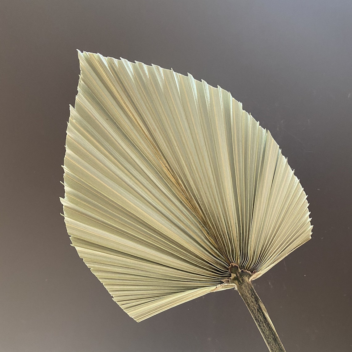 Small Dried Palm Leaves 3 pc Dried Trimmed Organic Tropical Etsy