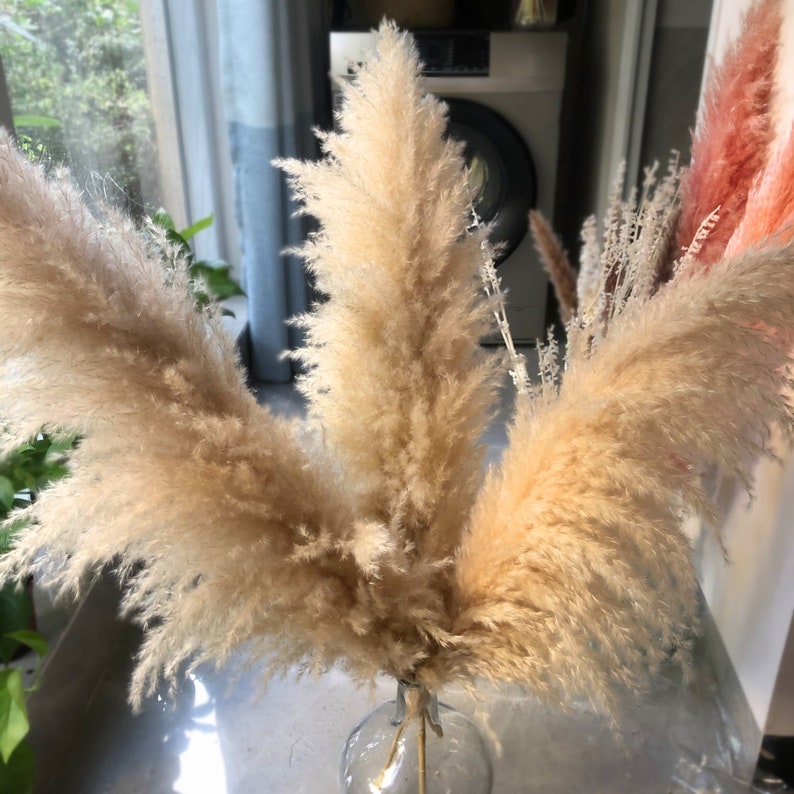 Super fluffy PAMPAS GRASS Natural Dried Pampas Grass Decor Etsy