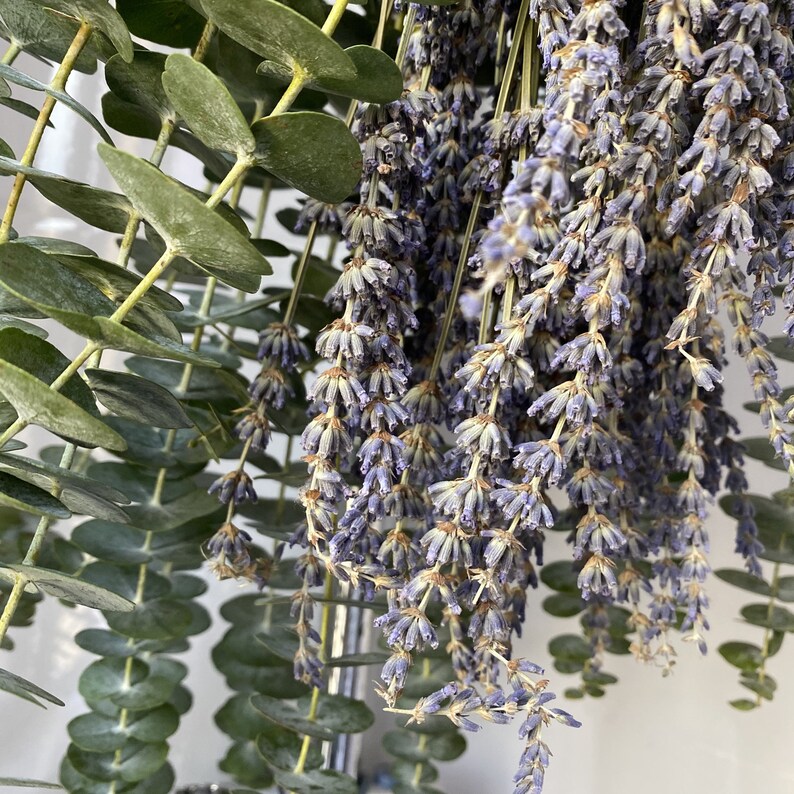 Shower Eucalyptus Bundle with Lavender Aromatherapy Shower Etsy