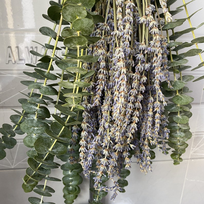Shower Eucalyptus Bundle with Lavender Aromatherapy Shower Etsy