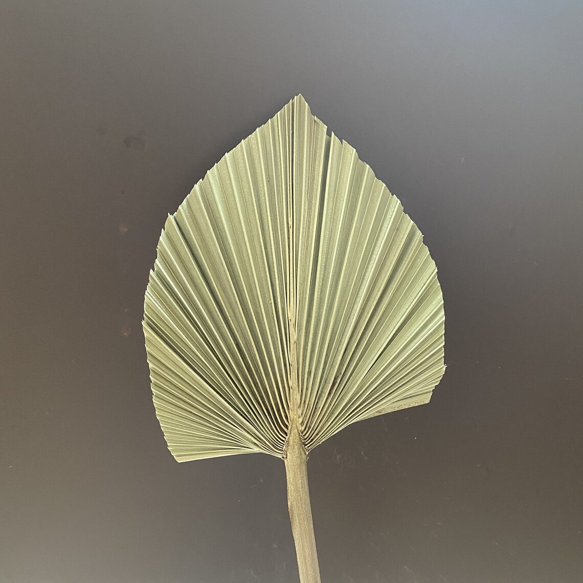 Small Dried Palm Leaves 3 pc Dried Trimmed Organic Tropical Etsy