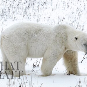 Polar Bear Sticking Out Tongue | Churchill Manitoba Canada | Wildlife photography | Instant digital download | frame TV art