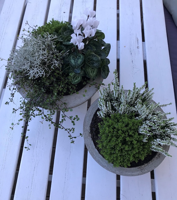 Zement Pflanzschale Raupe 8x23cm | Graue Blumentopf Deko-Schale Für Innen & Außen