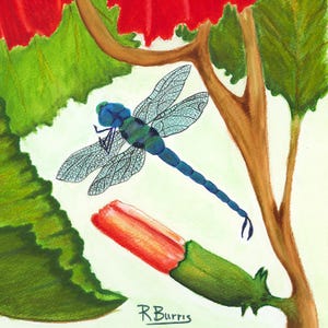 Pode incluir: Uma pintura em aquarela apresentando uma lib&eacute;lula azul com asas detalhadas e transl&uacute;cidas pairando perto de um bot&atilde;o de flor vermelha fechado. A cena inclui folhas verdes e um galho marrom, com a assinatura R Burris vis&iacute;vel na parte inferior.