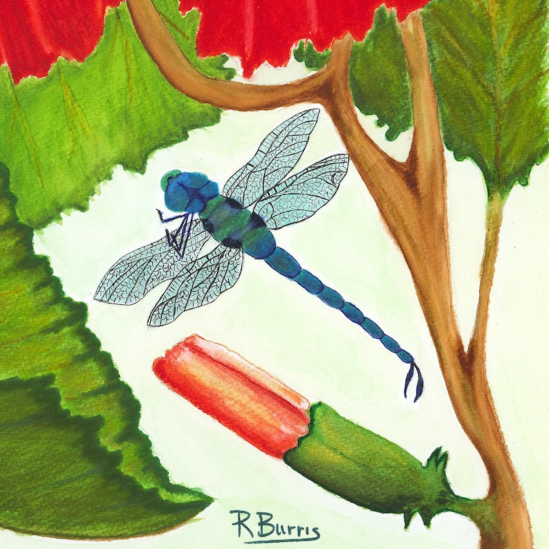 Pode incluir: Uma pintura em aquarela apresentando uma lib&eacute;lula azul com asas detalhadas e transl&uacute;cidas pairando perto de um bot&atilde;o de flor vermelha fechado. A cena inclui folhas verdes e um galho marrom, com a assinatura R Burris vis&iacute;vel na parte inferior.