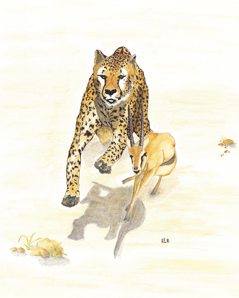 K&ouml;nnte beinhalten: Aquarellmalerei eines Geparden, der eine Gazelle durch eine sandige Landschaft jagt. Der Gepard wird mit seinem charakteristischen gefleckten Fell dargestellt, w&auml;hrend die Gazelle davonl&auml;uft. Das Kunstwerk f&auml;ngt die dynamische Bewegung und Intensit&auml;t der Jagd ein.