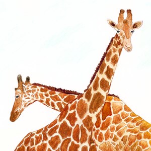 May include: Watercolour painting of two giraffes. The giraffes have brown and tan patterned coats, long necks, and small ears. The white background highlights the giraffes' distinctive markings and features. The artwork captures the essence of these majestic animals.