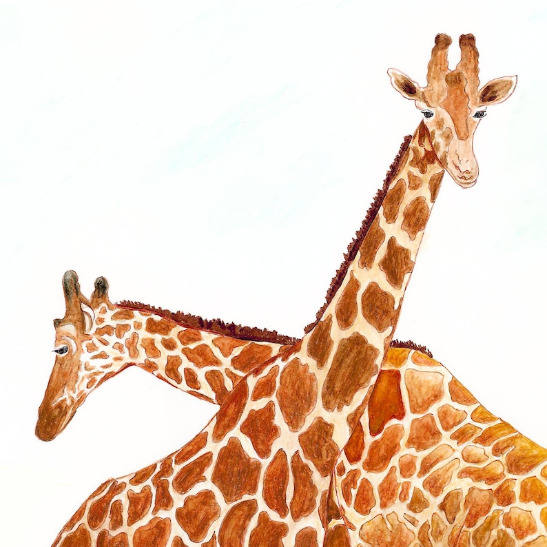 May include: Watercolour painting of two giraffes. The giraffes have brown and tan patterned coats, long necks, and small ears. The white background highlights the giraffes' distinctive markings and features. The artwork captures the essence of these majestic animals.