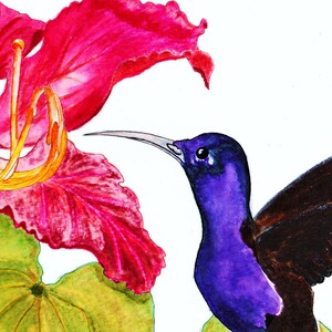 Op de afbeelding: Een aquarelillustratie van een levendige paarse kolibrie met donkere vleugels, geplaatst naast een grote, felroze bloem met gele meeldraden en een lichtgroen blad aan de basis, alles tegen een effen witte achtergrond.