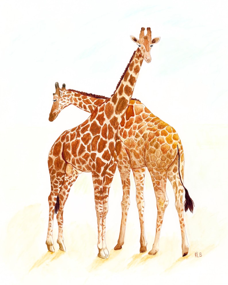 May include: Watercolour painting of two giraffes standing close together. The giraffes have brown and white patterned coats, long necks, and small horns. The background is a soft, off-white colour.