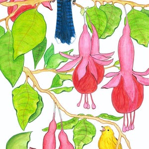 May include: A watercolor illustration of a blue jay perched on a branch with pink fuchsia flowers and green leaves. A small yellow bird is also perched on a branch. The artwork is set against a white background.