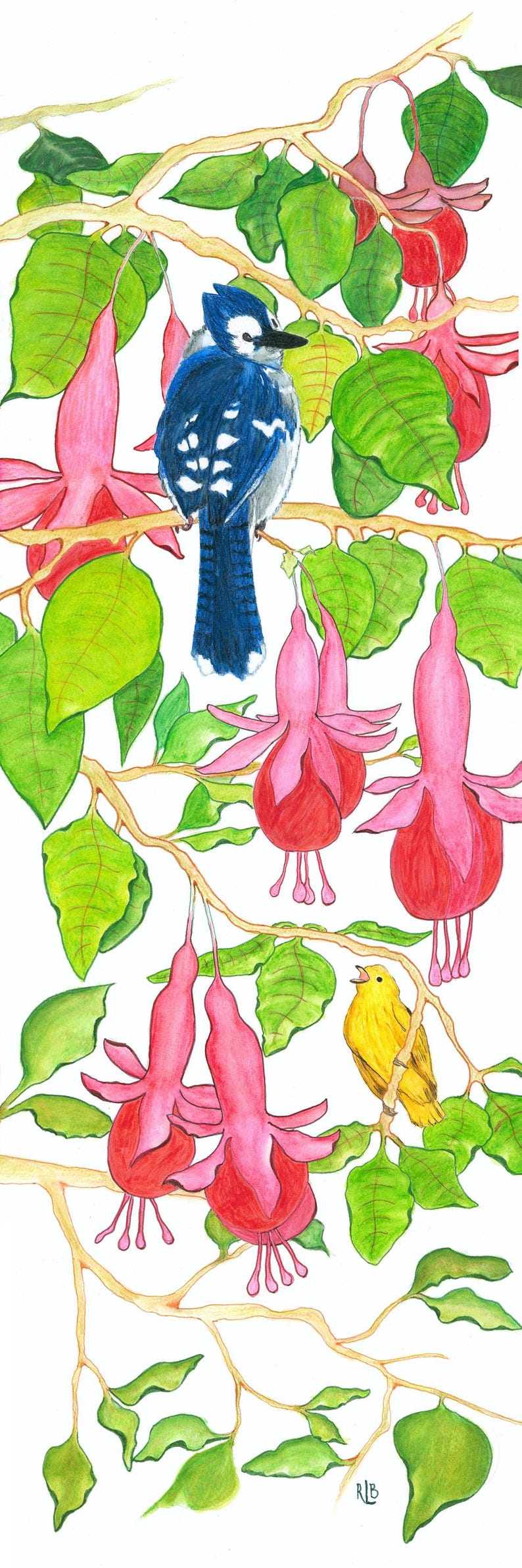 May include: A watercolor illustration of a blue jay perched on a branch with pink fuchsia flowers and green leaves. A small yellow bird is also perched on a branch. The artwork is set against a white background.
