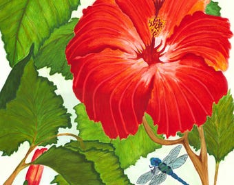 HIBISCUS - Watercolor Art Print/Giclée Reproduction - Wall Art