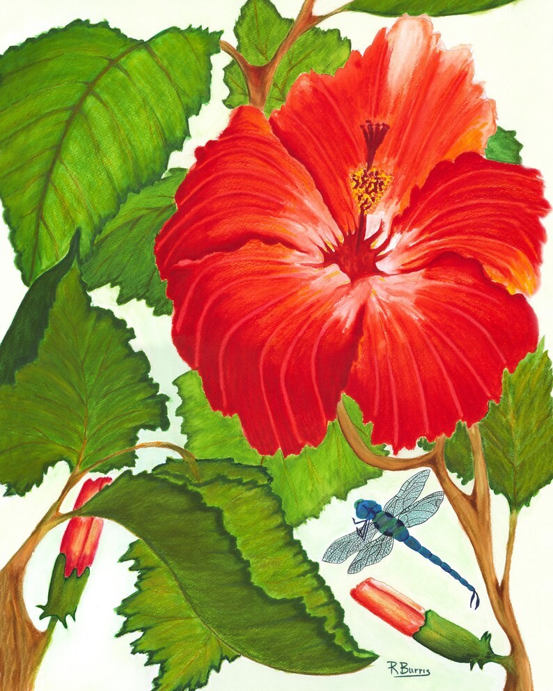 Pode incluir: Uma pintura de uma grande e vibrante flor de hibisco vermelha em plena flora&ccedil;&atilde;o, rodeada por folhas verdes exuberantes e dois bot&otilde;es fechados. Uma lib&eacute;lula azul com asas detalhadas e transl&uacute;cidas est&aacute; posicionada no canto inferior direito. Assinado R. Burris.