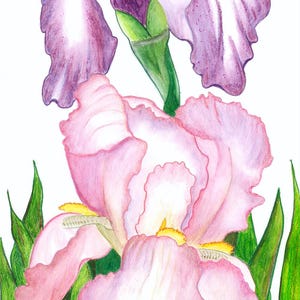 Op de afbeelding: Een kleurpotloodtekening van twee irissen. De bovenste bloem is paars en wit met gele accenten. De onderste bloem is lichtroze met gele harten. Beide bloemen worden omringd door lange, levendig groene bladeren en gras aan de onderkant.