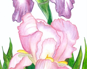 IRISES - Watercolor Art Print/Giclée Reproduction - Wall Art