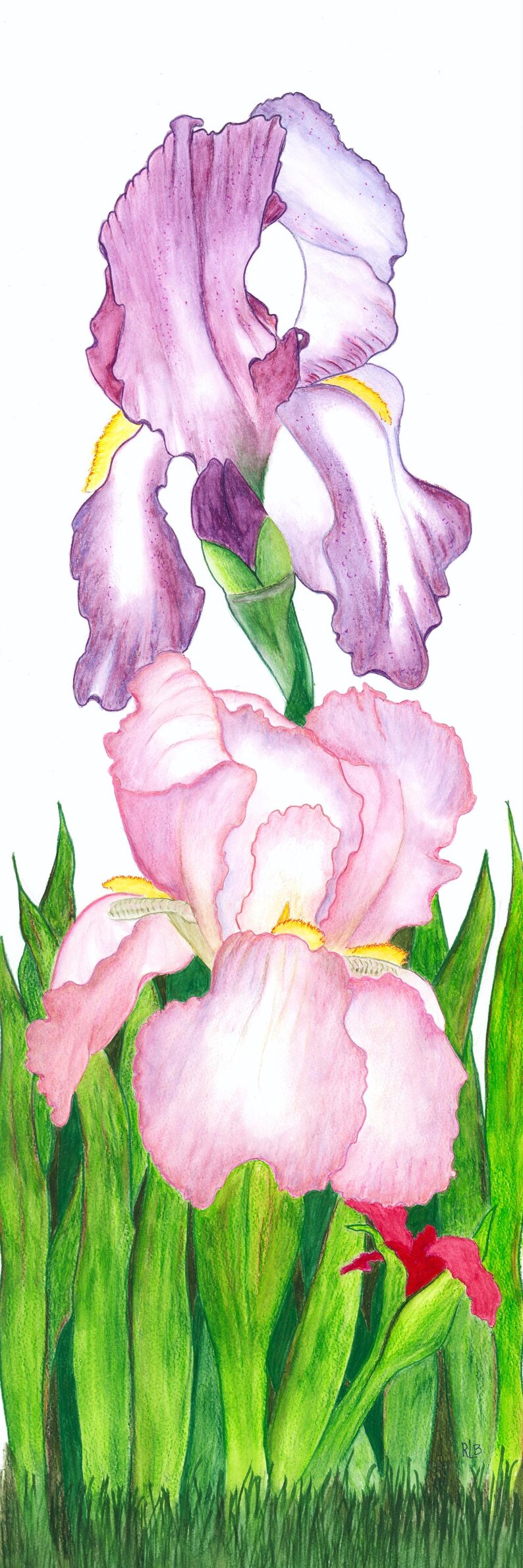 Op de afbeelding: Een kleurpotloodtekening van twee irissen. De bovenste bloem is paars en wit met gele accenten. De onderste bloem is lichtroze met gele harten. Beide bloemen worden omringd door lange, levendig groene bladeren en gras aan de onderkant.
