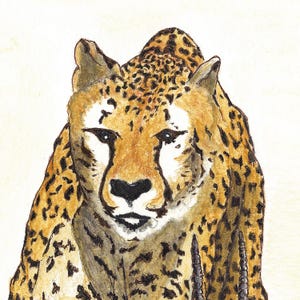 K&ouml;nnte beinhalten: Aquarellmalerei eines Gepardenkopfes und -schultern. Der Gepard hat ein hellbraunes Fell mit schwarzen Flecken, eine wei&szlig;e Schnauze und dunkle Augen. Der Hintergrund ist hellbeige.