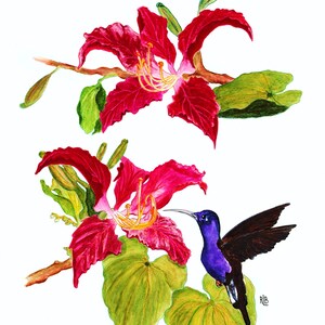 Op de afbeelding: Een aquarelillustratie met twee levendige rode orchidee-achtige bloemen op bruine takken met groene bladeren. Een kleine kolibrie met een dieppaars lichaam en donkere vleugels bevindt zich bij de onderste bloem, gericht naar het midden.
