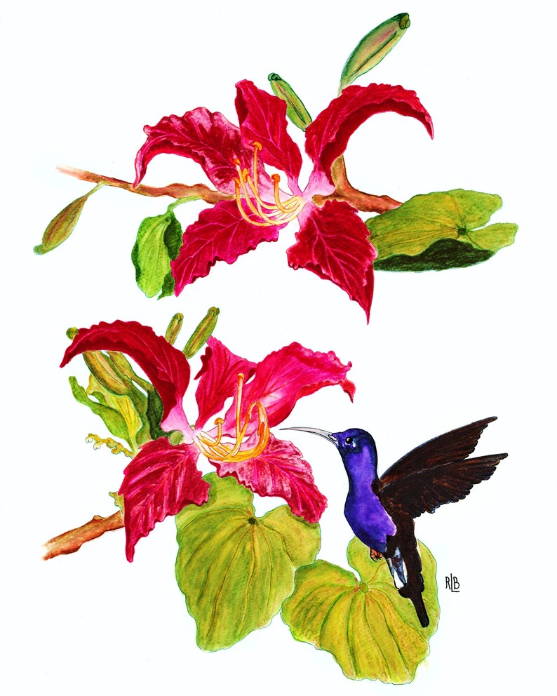 Op de afbeelding: Een aquarelillustratie met twee levendige rode orchidee-achtige bloemen op bruine takken met groene bladeren. Een kleine kolibrie met een dieppaars lichaam en donkere vleugels bevindt zich bij de onderste bloem, gericht naar het midden.