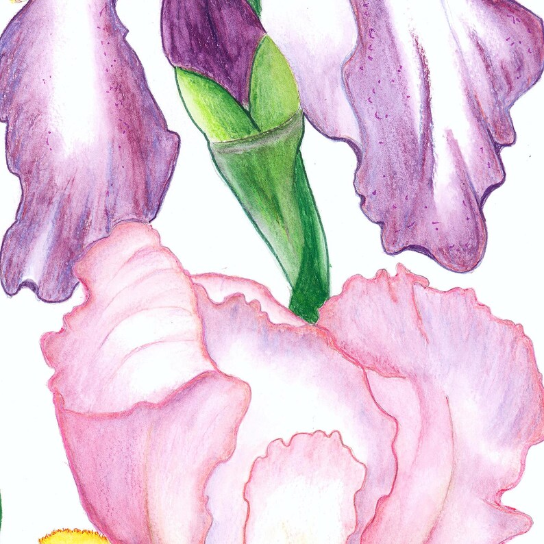 Op de afbeelding: Een kleurpotloodtekening van irisbloemen met gegolfde bloemblaadjes in tinten lichtroze en dieppaars. De illustratie bevat een levendige groene stengel en knop, met een klein deel van een felgeel bloemblaadje zichtbaar aan de onderkant.