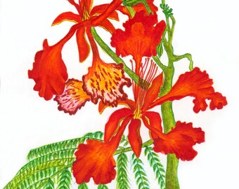 ROYAL POINCIANA BLOOMS - Watercolor Art Print/Giclée Reproduction - Wall Art
