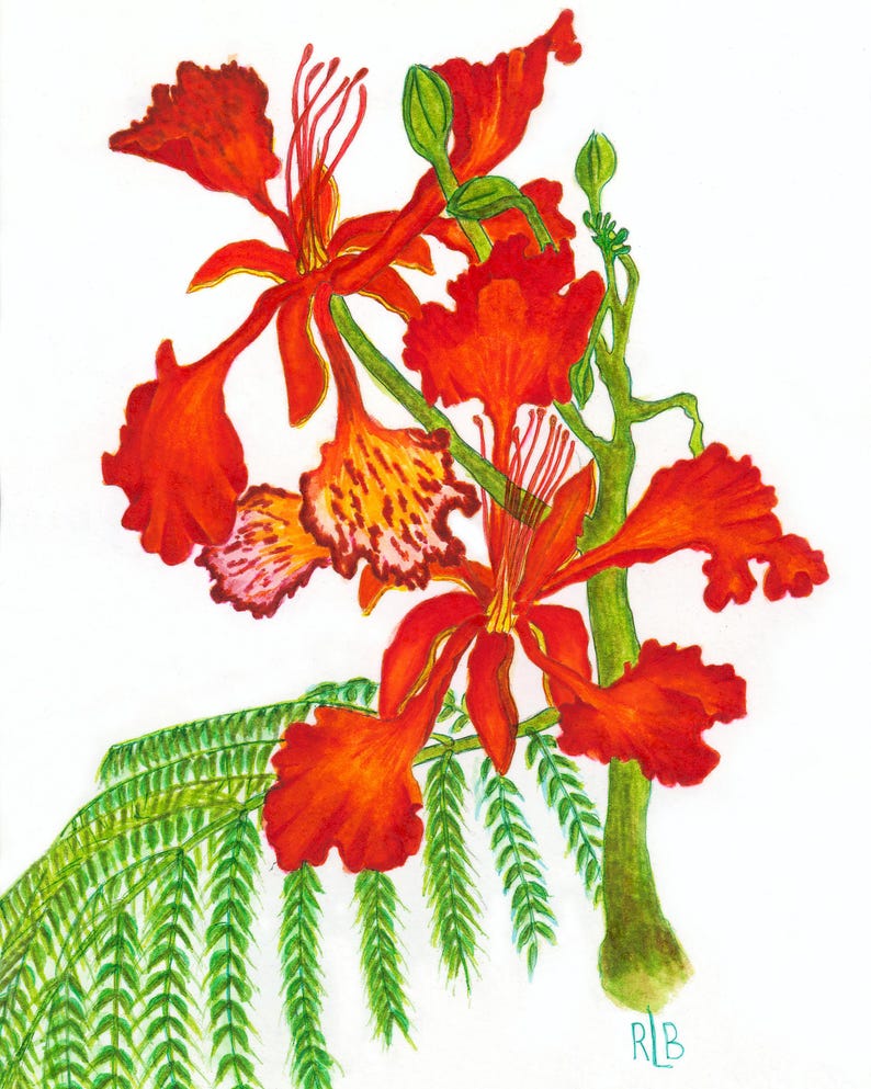 May include: A botanical illustration of a Royal Poinciana flower featuring vibrant red and orange petals with ruffled edges, long thin stamens, and delicate green fern-like foliage attached to a green stem. The initials RLB are visible at the bottom.